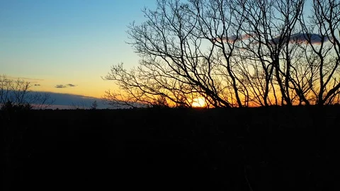 Stunning drone tracking at sunset through bare oak limbs Stock Footage 128929812