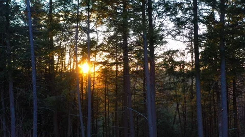 Stunning drone tracking at sunset toward pine trees Stock Footage 128986894