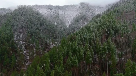 Stunning drone view of green pine forest covered in fresh light snow. Altai 스톡 동영상 333794355