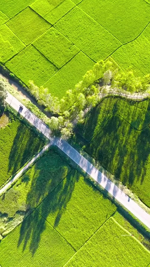 A stunning drone view of a highway cutting through vast green fields middle road Stock Footage 293198764
