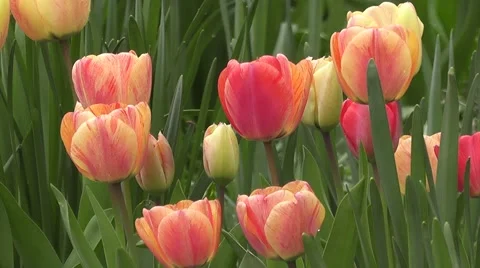 Stunning Easter Spring Tulip Flowers Blowing in a Gentle Breeze Wind Stock-Footage 50769740