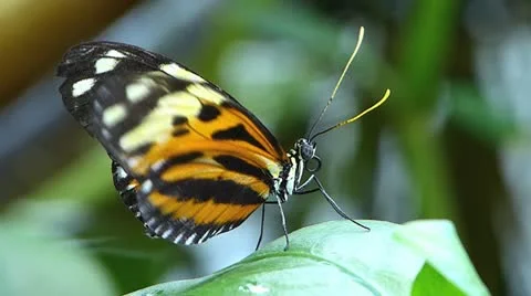 Stunning elegant Tiger Longwing butterfly ACTIVE  MOVING WINGS Heliconius Hecale Stock Footage 20602756
