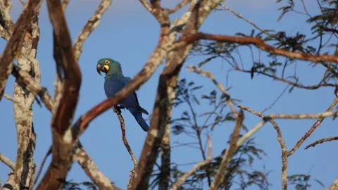 Stunning endangered Lear's Indigo Macaw parrot in sunset light perched Stock-Footage 278127931