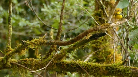 Stunning endemic bird collared redstart in cloudforest of Costa Rica Stock Footage 126812085