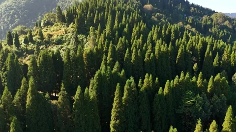 Stunning Evergreen Pine Forest: Relaxing Nature &amp; Woodland Views Video stock 340104842