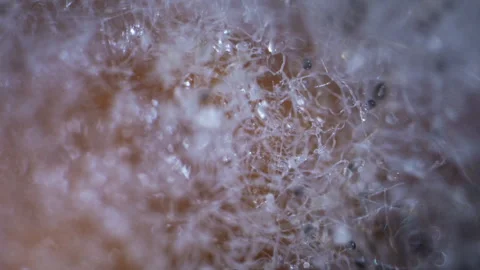 Stunning extreme macro timelapse of dense white organic fiber structure with... Stock Footage 340116282