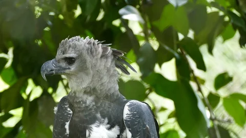 Premium Photo  Art showing a huge Harpy Eagle pouncing on its prey