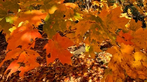 Stunning Fall Colors On Full Display Video stock 320264401