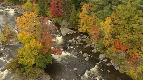 Stunning fall forest with river seen by drone slowly rising in flight Stock Footage 119186243