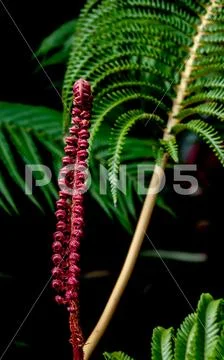 Stunning fern fiddlehead with green fronds Stock Photos