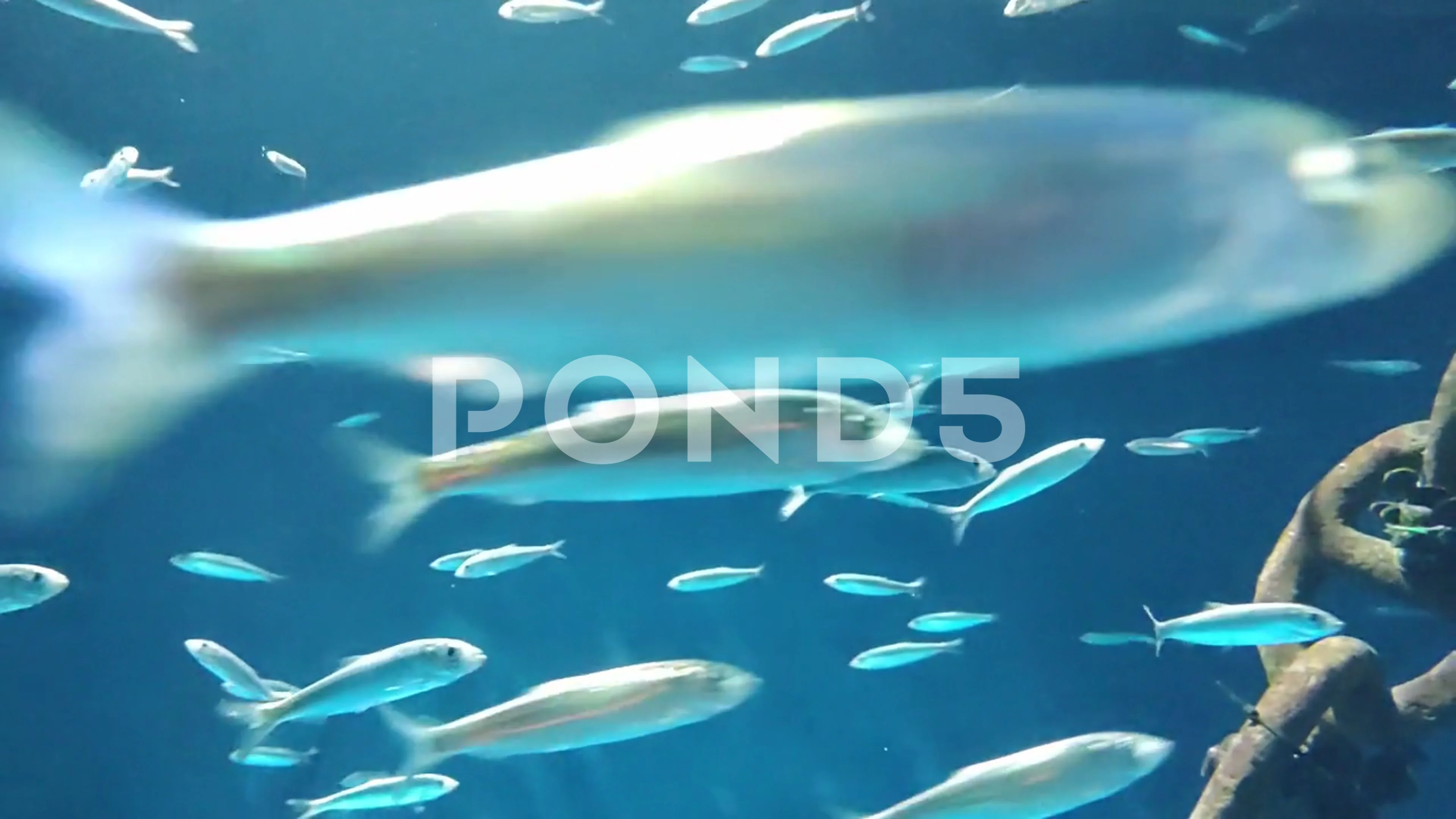 Stunning Fish Bank Swimming Near The Shi, Stock Video