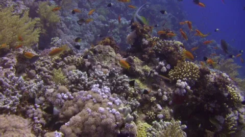 Stunning Fish &amp; Corals Stock Footage 640642