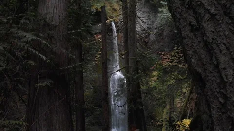 Stunning flight through trees to mossy Marymere Waterfall in WA State Stock Footage 128342617