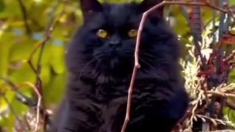 Stunning Fluffy Black Cat Perched Among Branches Vidéo 338204299