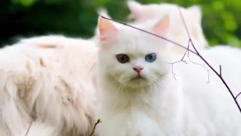 Stunning Fluffy White Cat With Unique Different Colored Eyes Vídeo Stock 339252681