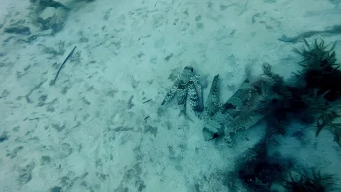 Stunning Flying Gurnard fish gliding over the sandy seabed of the Mediterranean Stock Footage 331358708