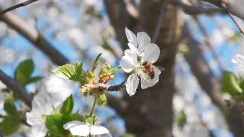 Stunning footage of a bee pollinating on cherry flowers on a tree on a beautiful Stock Footage 150786631