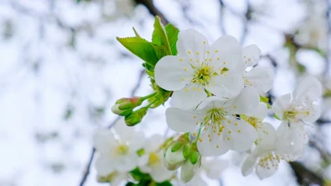 Stunning footage of a cherry tree branch blooming with beautiful white flowers Stock-Footage 150803662