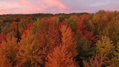 Stunning forest in fall viewed by drone lifting during sunset with pink sky Stock Footage 119185171