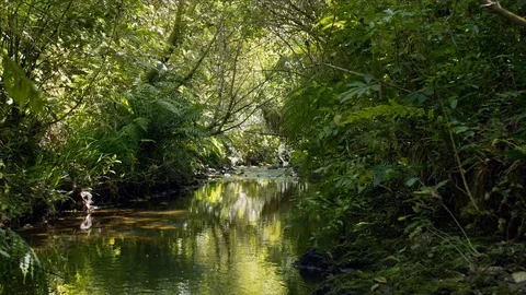 Stunning forest Vídeos de archivo 108682336