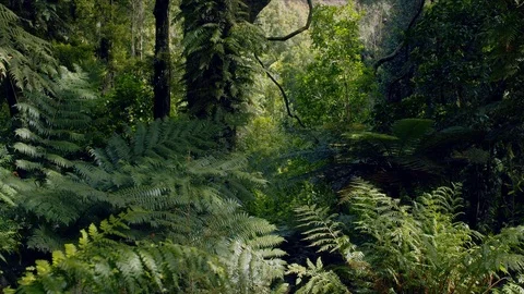 Stunning forest Vidéo 108682498