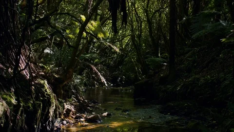 Stunning forest Vídeos de archivo 108682599
