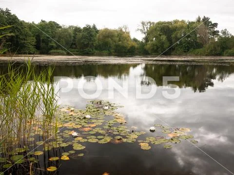Stunning fresh white water lilies (Nymphaea alba , Bobbins) on a lake outside Stock Photos