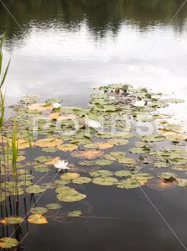 Stunning fresh white water lilies (Nymphaea alba , Bobbins) on a lake outside Stock Photos