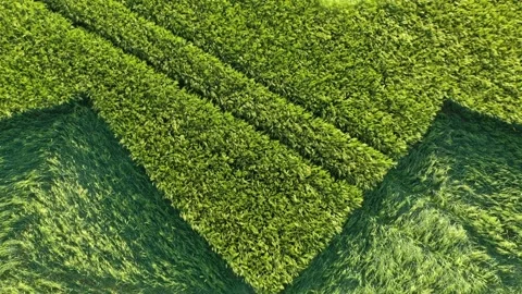 Stunning Geometric Crop Circle Drone 4K Close-Up Pan up 8th June 2021 Stock-Footage 155583913