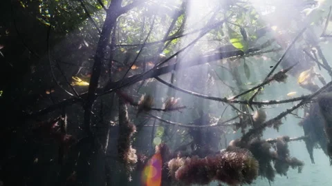 Stunning glare with schooling fish under mangrove roots 4K Stock Footage 299921874