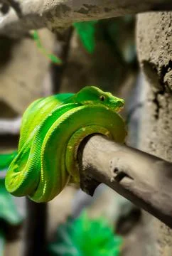 Stunning green python 스톡 사진