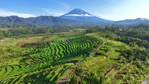 Stunning green rice terraces stretch across hillsides with a towering mountain Vidéo 334635681