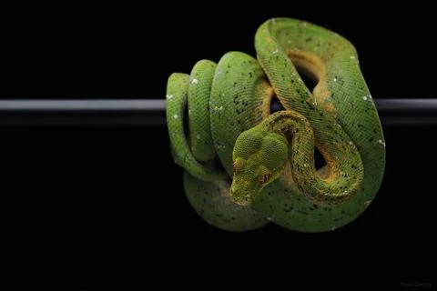 Stunning Green Tree Python Coiled on Black Background Stock-Fotos