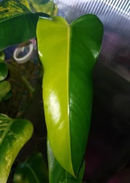 Stunning half moon leaf of Philodendron Domesticum variegated Foto stock