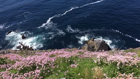 Stunning High Angle Of The Atlantic Rocky Seacoast, Pink Flowers on Cliff Stock Footage 90819232