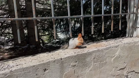 A stunning high quality video of a grey and red squirrel eating a nut in the Stock Footage 239299656