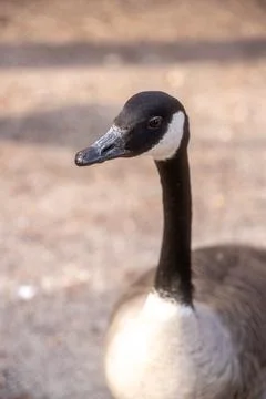 A stunning, high-resolution close-up portrait of a Canada Goose (Branta canad Stock Photos