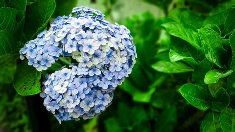 Stunning Hydrangea macrophylla flowers Stock Photos