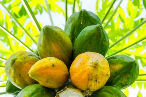 Stunning image capturing a vibrant cluster of papaya fruits hanging from a tree Foto stock