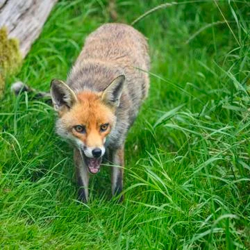Stunning image of red fox vulpes vulpes in lush Summer countryside landscape Stock Photos