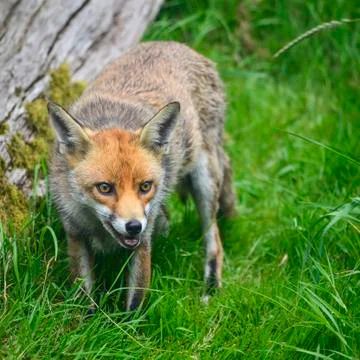 Stunning image of red fox vulpes vulpes in lush Summer countryside landscape Stock Photos