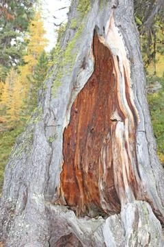 Stunning inside of a huge tree in the middle of a forest Stock Photos