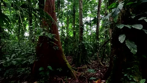 Stunning inside of a tropical forest with thick tree trunks; nature background Stock Footage 336932293