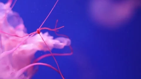 Stunning jellyfish float effortlessly in vibrant blue water. Their luminous colo Stock Footage 310447555