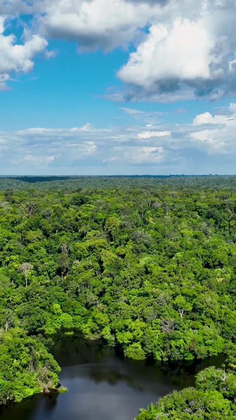 Stunning landscape of Amazon Forest at Amazonas State Brazil. Stock Footage 330893140