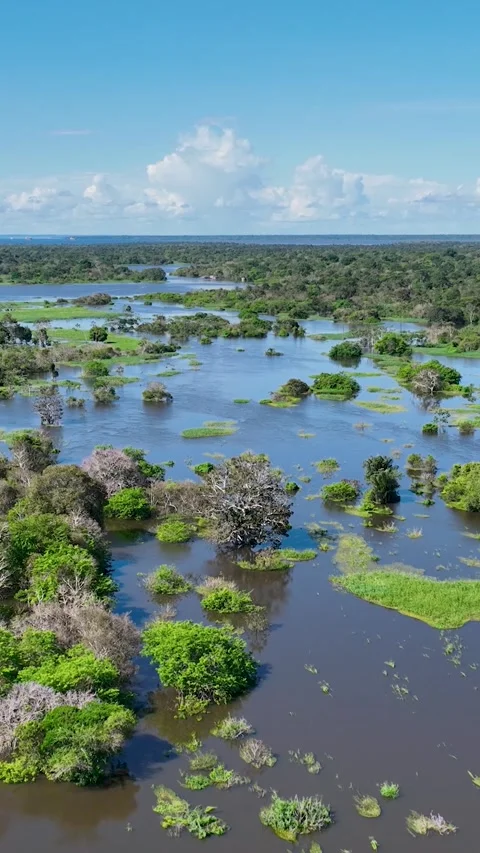 Stunning landscape of Amazon Forest at Amazonas State Brazil. Stock Footage 340223532