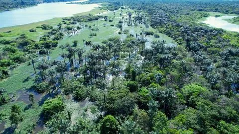 Stunning landscape of Amazon Forest at Amazonas State Brazil. Stock Photos
