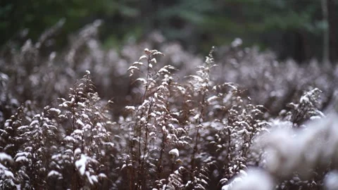 A stunning landscape featuring tall, dry snow-covered grass at the forest's edge Stock Footage 295535447