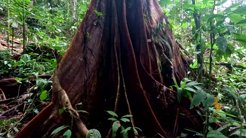 Stunning large and thick tropical tree with the characteristic root structure Stock Footage 336917169