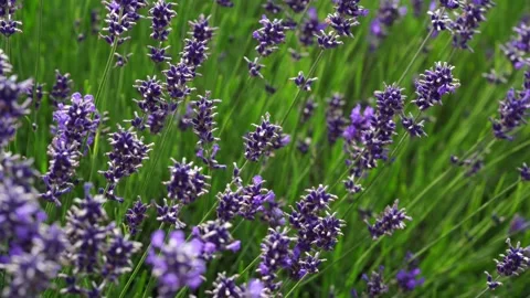 Stunning Lavender Fields in bloom, displaying their charm and allure with wind Stock Footage 303479387